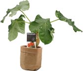 Kamerplant van Botanicly – Jatropha podagrica met een bruine paper-look pot als set – Hoogte: 30 cm