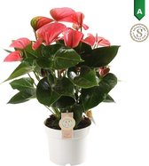 Plantjescoren.nl Anthurium Pink Champion ↕ 60 cm Pot Ø 17 cm