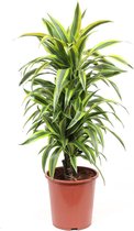 FloriaFor - Philodendron Combi Imperial Green - Imperial Red Feel Green - - ↨ 50cm - ⌀ 14cm
