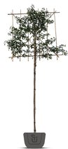 Portugese laurier als leiboom | Prunus lusitanica Angustifolia | Stamomtrek:  6-8 cm | Stamhoogte: 100 cm | Rek: 120 cm