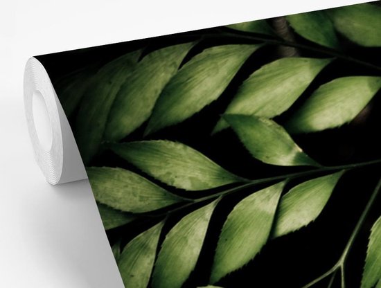 Papier peint photo vinyle - Les branches d'une fougère sur fond noir largeur 330 cm x hauteur 220 cm - Tirage photo sur papier peint (disponible en 7 tailles)