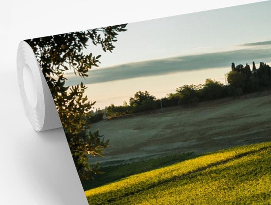 Papier peint photo en vinyle - Un vignoble près de la Sienne toscane largeur 450 cm x hauteur 300 cm - Tirage photo sur papier peint (disponible en 7 tailles)
