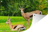 Muurdecoratie Gazelle - Gras - Dieren - 180x120 cm - Tuinposter - Tuindoek - Buitenposter