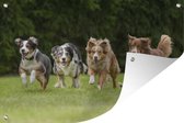 Tuinposter - Tuindoek - Tuinposters buiten - 4 rennende honden op een rij - 120x80 cm - Tuin