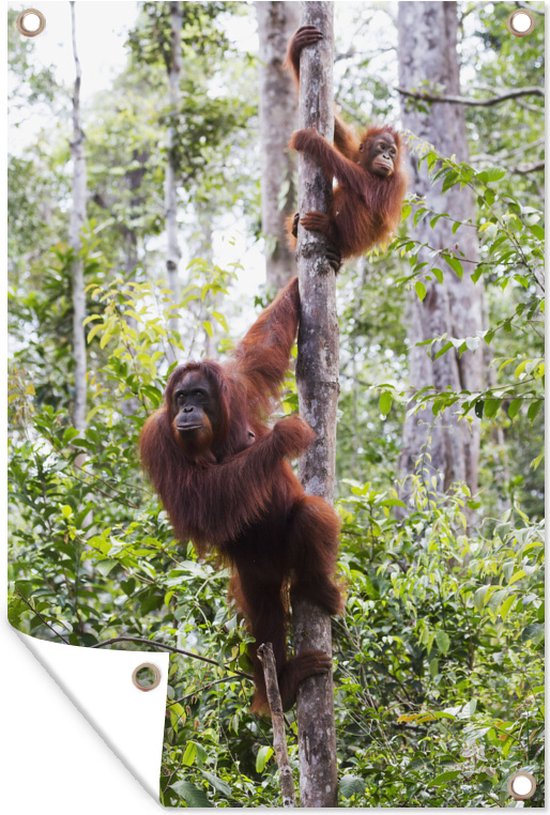 Foto: Muurdecoratie orang oetan en kind in het nationaal park tanjung puting op borneo 120x180 cm tuinposter tuindoek buitenposter