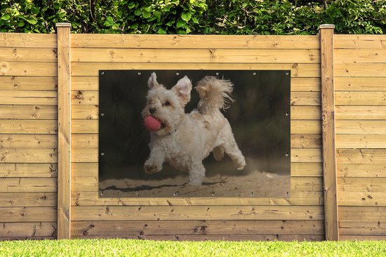 Un chien maltais avec une boule rouge Affiche de jardin 180x120 cm - Toile de jardin / Toile d'extérieur / Peintures d'extérieur (décoration de jardin) XXL / Groot format!
