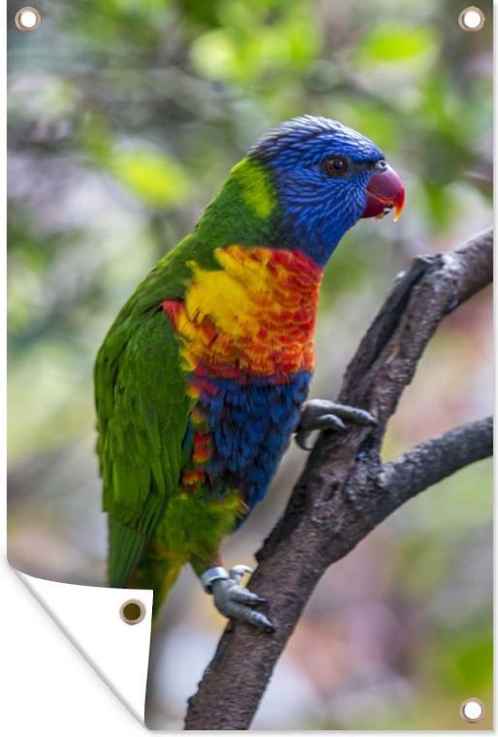 Lori of the Blue Mountains in Spain Garden poster 40x60 cm - small - Toile de jardin / Toile d'extérieur / Peintures pour l'extérieur (décoration de jardin)