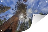 Arbres du parc national de Sequoia en Amérique Affiche de jardin 120x80 cm - Toile de jardin / Toile d'extérieur / Peintures pour l'extérieur (décoration de jardin)