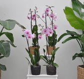 Roze orchidee pakket (Phalaenopsis)