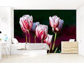 Professioneel Fotobehang close up van rood witte tulpen - rood - Sticky Decoration - fotobehang - decoratie - woonaccesoires - inclusief gratis hobbymesje - 520 cm breed x 350 cm hoog - in 7 