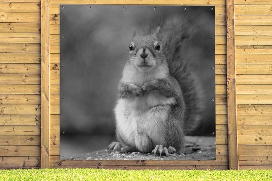 Poster Jardin écureuil vue rapprochée - noir et blanc - 200x200 cm - Toile jardin - Poster extérieur