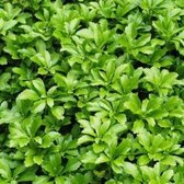 100 x Pachysandra terminalis 'Green Carpet' - Schaduwkruid in 9x9cm pot met hoogte 5-10cm