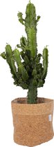 Cactus van Botanicly – Cowboycactus met een kurk pot als set – Hoogte: 59 cm – Euphorbia ingens