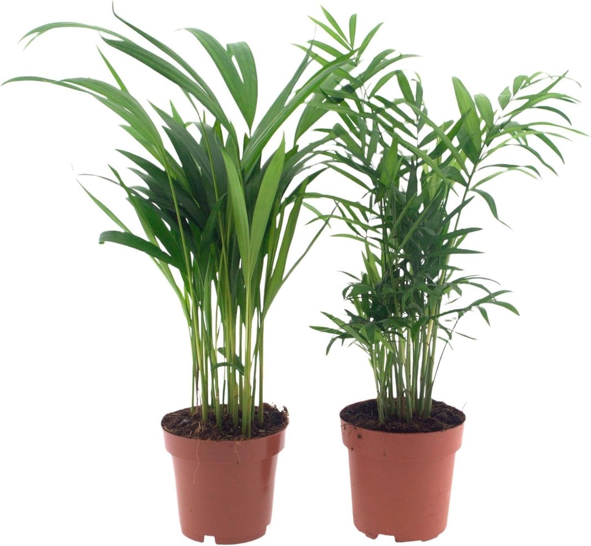 Kamerplanten set van 2 - Graslilie & Areca-palm - Luchtzuiverend, Diervriendelijk, Tropische Sierplanten voor Thuis