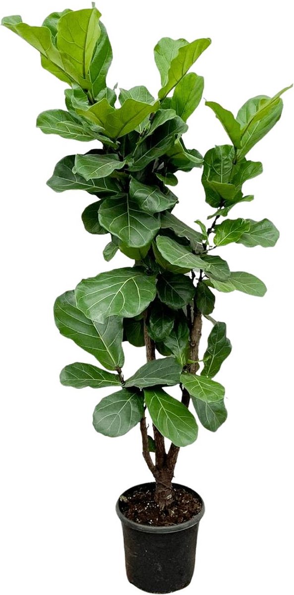 Green Harmony | Ficus Lyrata vertakt - 180cm - ⌀30