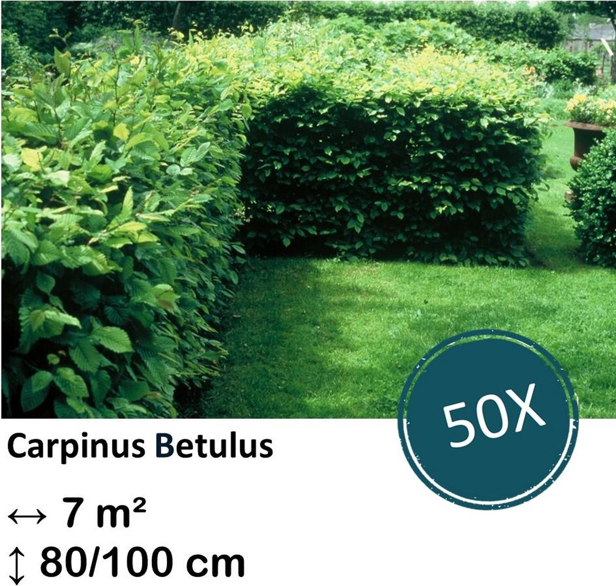 Green Harmony| Carpinus Betulus - Kale wortel
