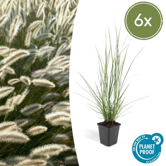 Foto: Trendyplants pennisetum alopecuroides hameln 6 stuks siergras winterhard hoogte 10 25cm potmaat 9cm