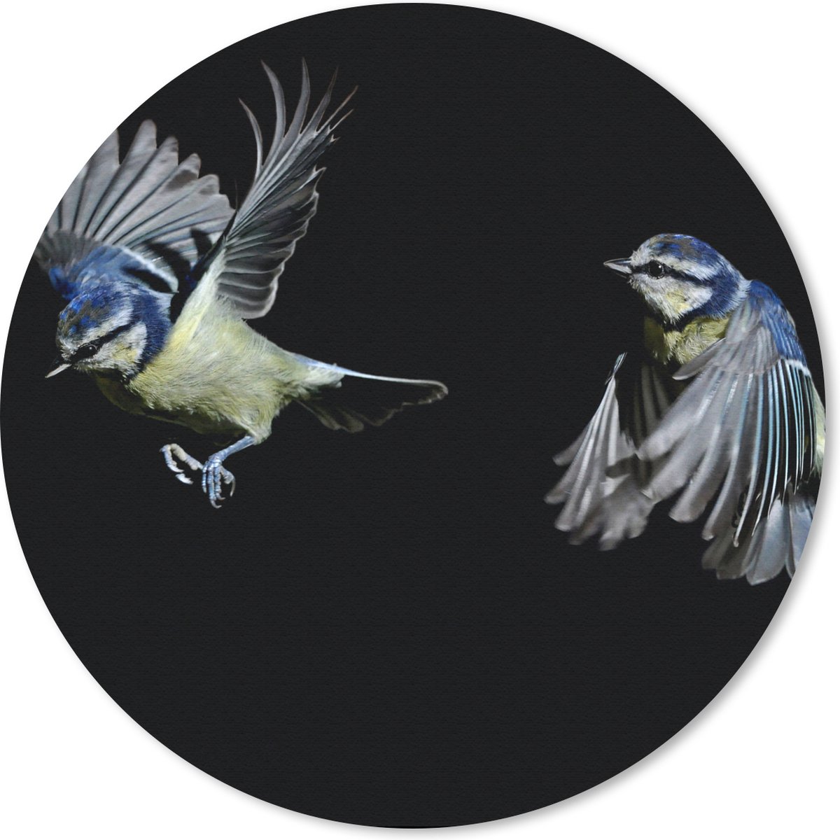 Muismat rond 30x30 cm - Mousepad Vogel - Veren - Portret - Ronde muismatten