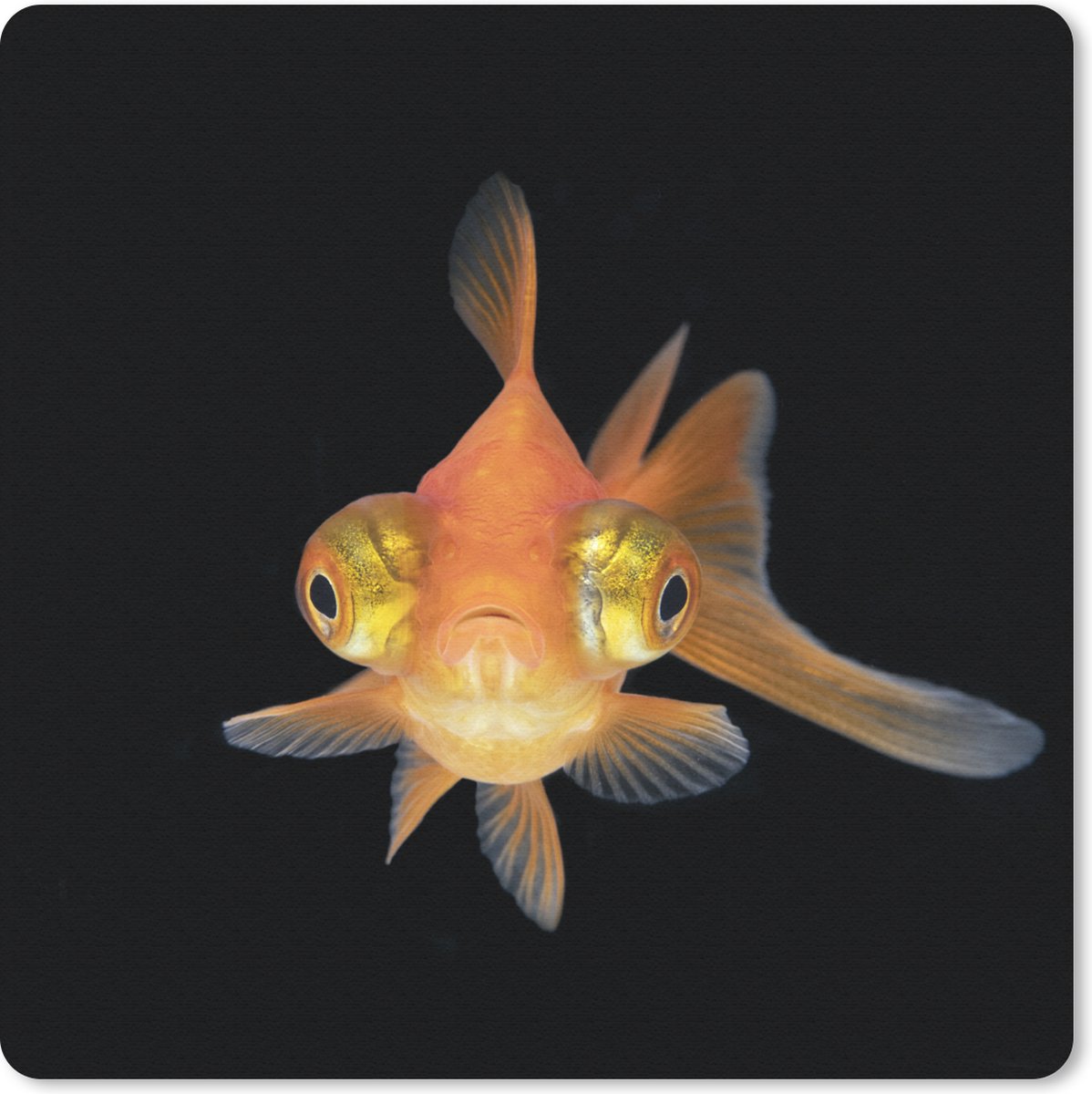Muismat 30x30 cm - Mousepad Goudvis - Zeedieren - Ogen - Muismatten
