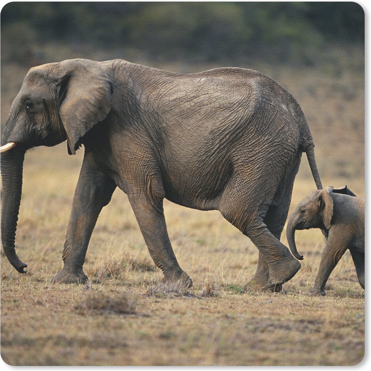 Muismat 20x20 cm - Mousepad Olifant - Dieren - Savanne - Natuur - Muismatten