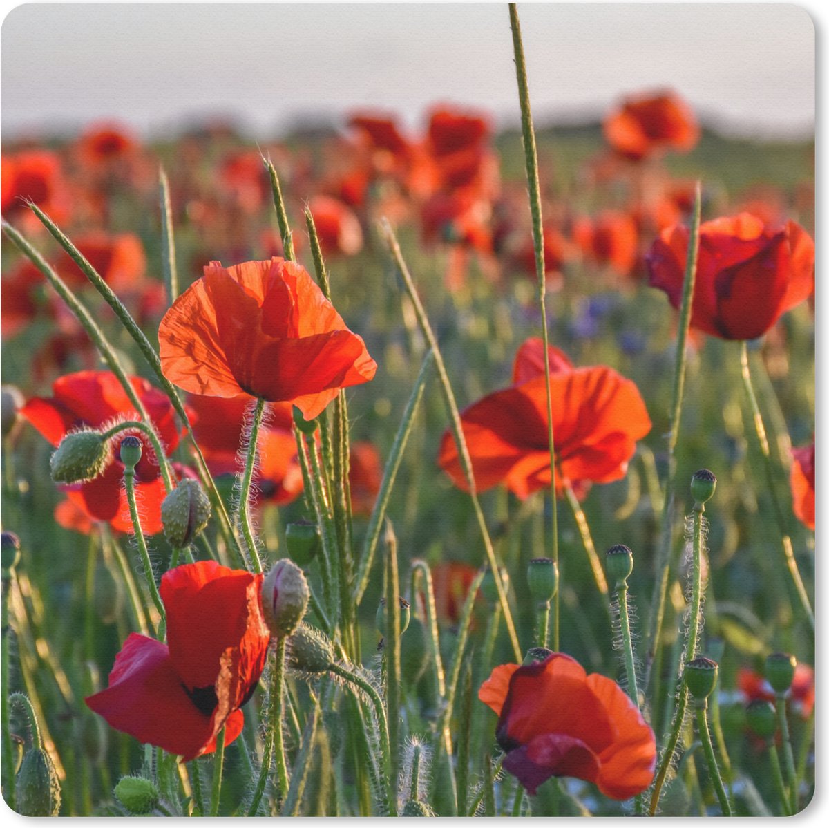 Muismat 30x30 cm - Mousepad Bloemen - Klaprozen - Natuur - Rood - Muismatten