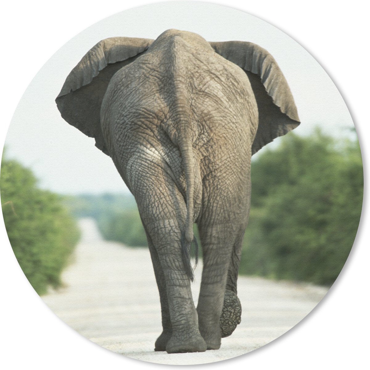 Muismat rond 20x20 cm - Mousepad Olifant - Pad - Dieren - Natuur - Ronde muismatten