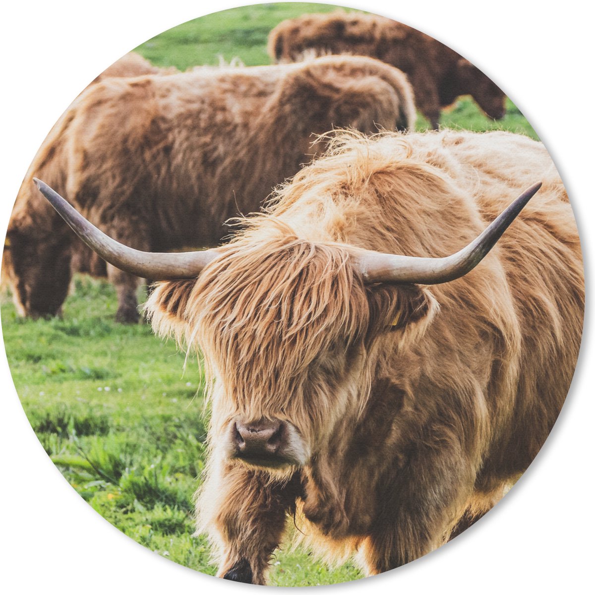 Muismat rond 20x20 cm - Mousepad Kudde - Schotse hooglander - Gras - Ronde muismatten