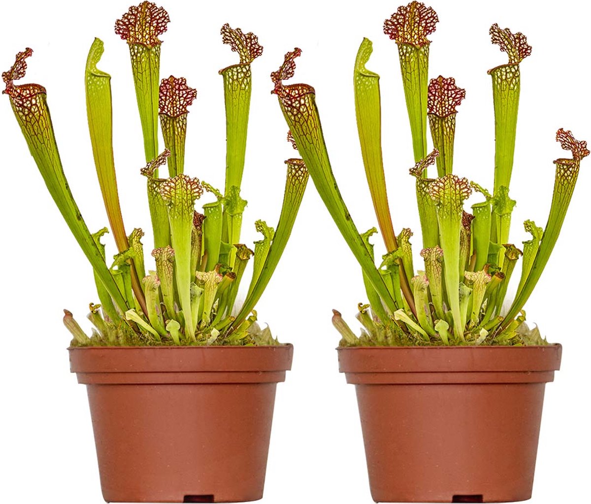 Zo zorg je voor je vleesetende kamerplanten - Tuincentrum