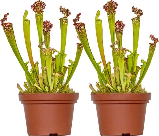 Bloomique - Set van 2 - Sarracenia Juthatip Soper - Trompetbekerplant - Vleesetende Plant - Kamerplanten - Hoogte 10-20 cm - Pot 12 cm