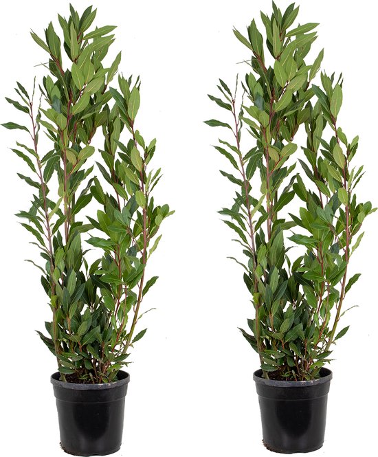 Twee laurierplanten in zwarte potten, witte achtergrond.