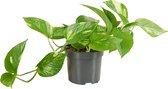 Bloomique - Epipremnum Aureum - Drakenklimop - Hangplant - Ook geschikt als Klimplant - Kamerplanten - Luchtzuiverend - Gemakkelijk in onderhoud - Hoogte 15-20 cm - Pot 12 cm