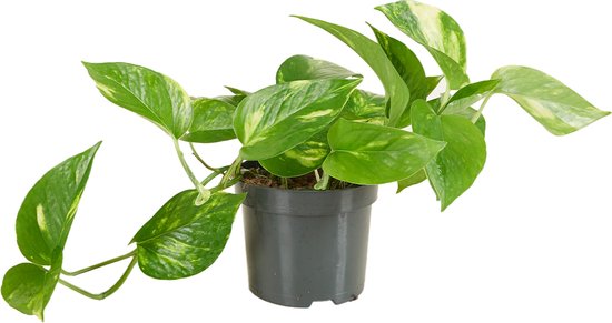 Foto: Bloomique epipremnum aureum drakenklimop hangplant ook geschikt als klimplant kamerplanten luchtzuiverend gemakkelijk in onderhoud 15 20 cm hoog pot 12cm