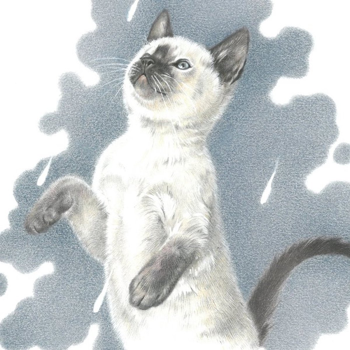 Katdootje - Kaart - It is raining cats - Ragdoll