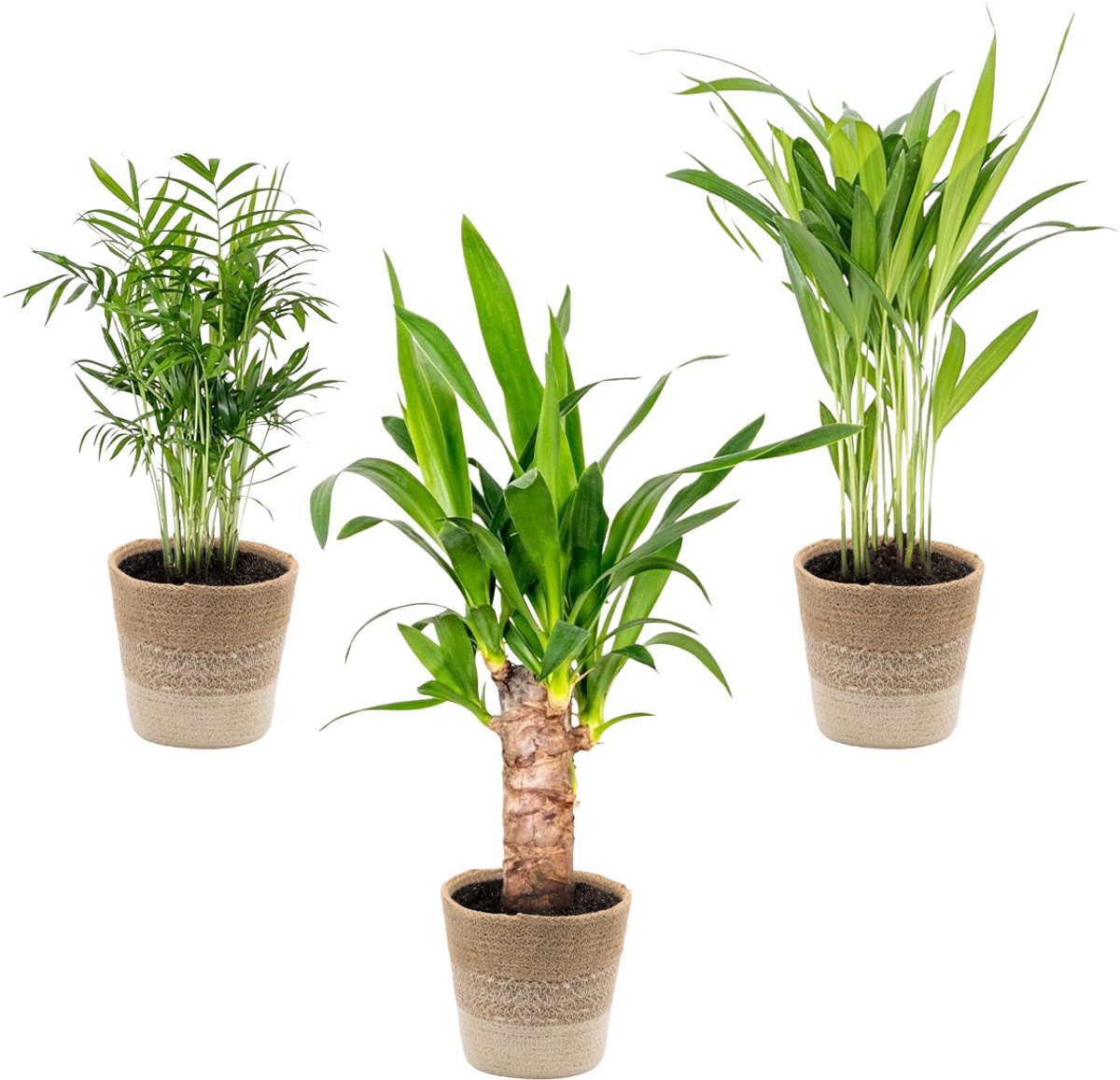 Bol.com Bloomique - Set van 3 - Tropische Palmen Mix Incl. Jute Mand – Onderhoudsvriendelijk - 20-45 cm - Pot 12 cm - Hoogte 35-... aanbieding