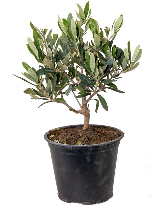 Olea europaea – Olijfboom Struik – Boom – Winterhard - ⌀14 cm - 20-30 cm
