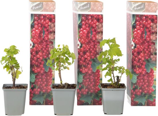 Plant in a Box - Aalbes - Set van 3 - Ribes rubrum - Hoogte 25-40cm - ⌀9cm