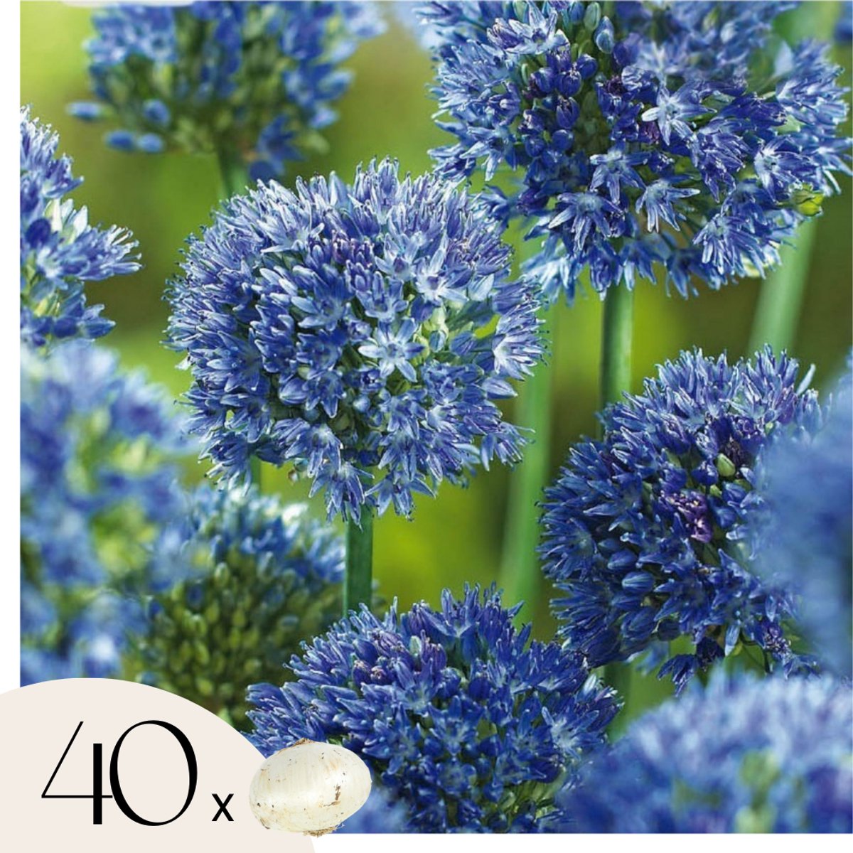 Plant in a Box - Blauwe Look - Allium 'Caeruleum' - Set van 40 Bloembollen - Blauwe Sierui voor Tuin of Balkon