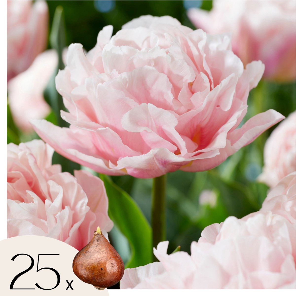 Plant in a Box - Tulipa Dreamer - Tulpenbollen x20 - Bloembollen voor Tuin, Terras of Balkon