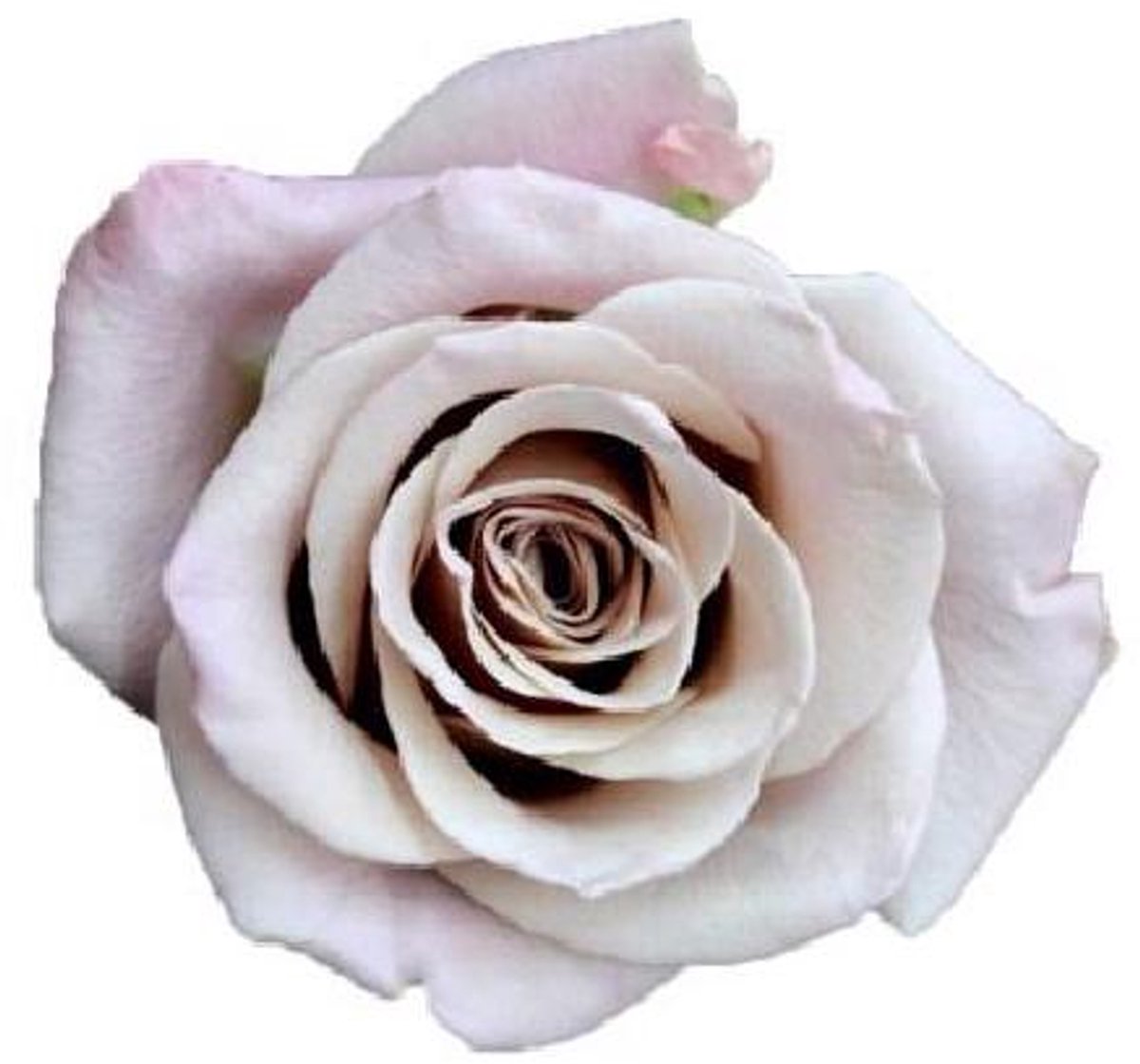 20x Rosa menta 60cm