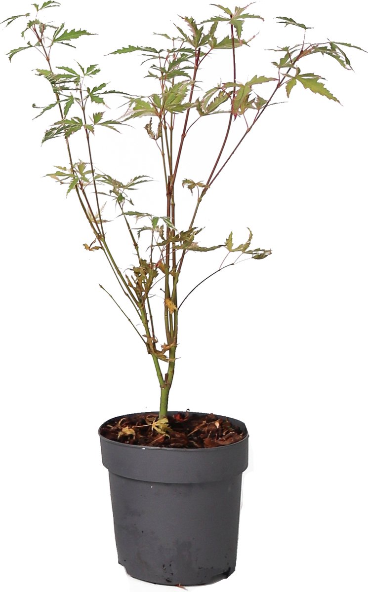 Plant in a Box - Japanse esdoorn - Acer palmatum 'Butterfly' - Hoogte 25-40cm - Potmaat 10,5cm - boom - groen
