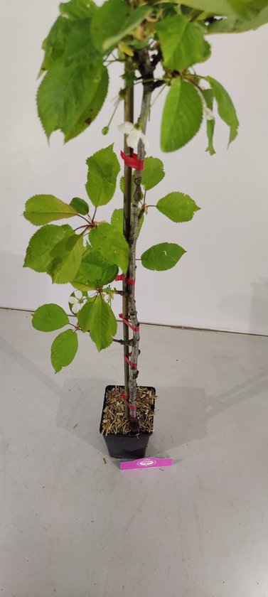 Jonge kersenboom in pot met groene bladeren en enkele witte bloesems.