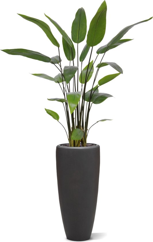 Plante artificielle Water Canna 120 cm