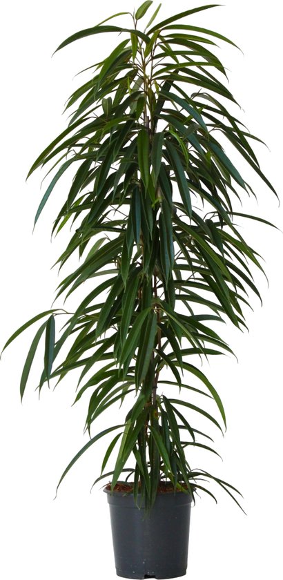 Plante en boîte - Ficus Binnendijckii Alii - Véritable plante d'intérieur Groot - Pensée - Pot 21 cm - Hauteur 100-110 cm