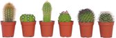 Plant in a Box - Mix van Mini Cactussen - Mix van 6 stuks - Echte Cactusplanten - Pot 5,5cm - Hoogte 5-10cm