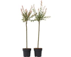 Plant in a Box - Salix integra Flamingo - Set de 2 - Plante de jardin - Saule panaché - Rustique - Pot 19cm - Hauteur 100-110cm