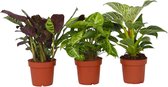 Plant in a Box - Home Mix - Mix de 3 - Philodendron, Syngonium & Ctenanthe - Plantes d'intérieur faciles d'entretien - Pot 12cm - Hauteur 25-40cm