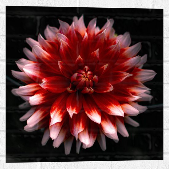 WallClassics - Muursticker - Roze met Rode Bloem - 50x50 cm Foto op Muursticker