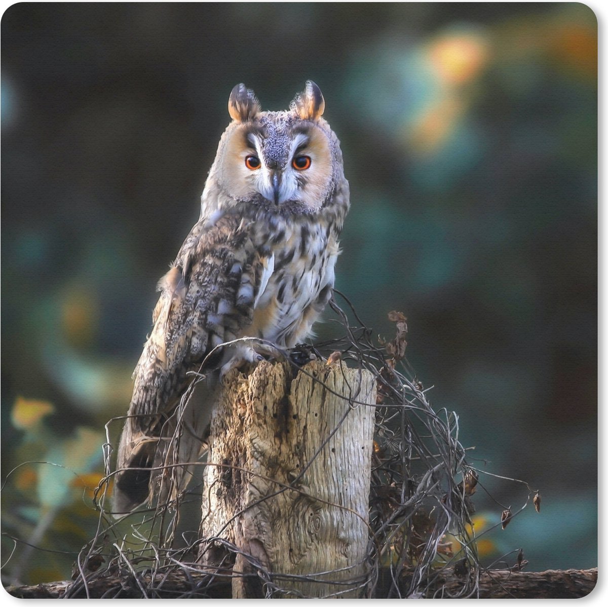 Muismat 20x20 cm - Mousepad Uil - Herfst - Vogel - Takken - Muismatten