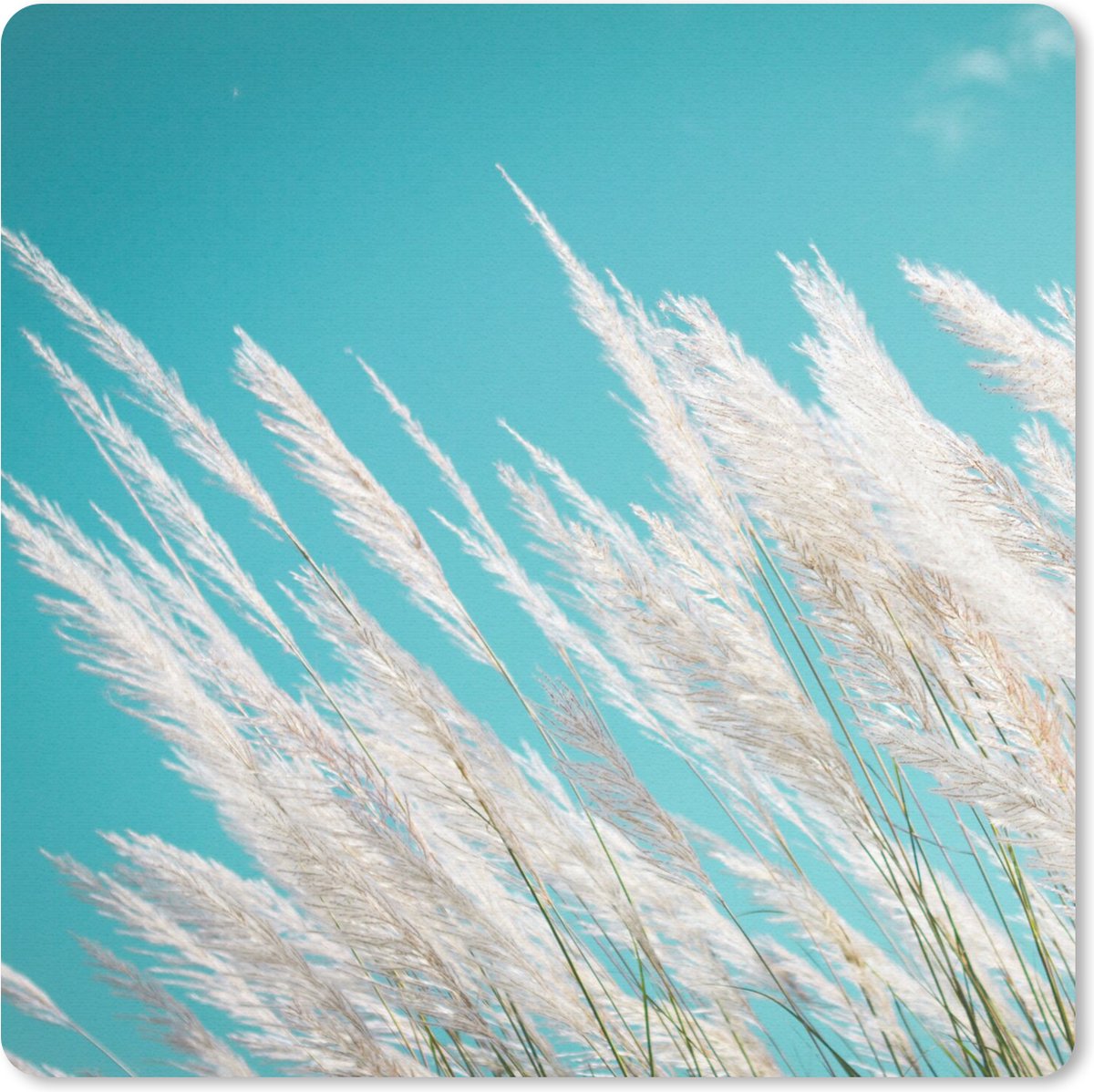 Muismat 30x30 cm - Mousepad Pampasgras - Plant - Plant - Muismatten