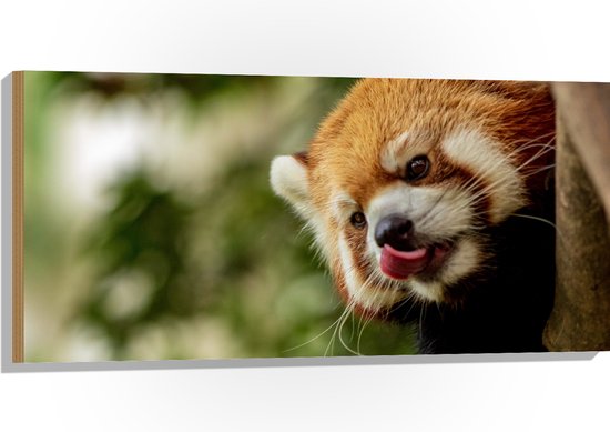 WallClassics - Hout - Kleine Rode Panda heeft Honger - 100x50 cm - 12 mm dik - Foto op Hout (Met Ophangsysteem)